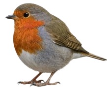 a bird is standing on a white surface.jpg
